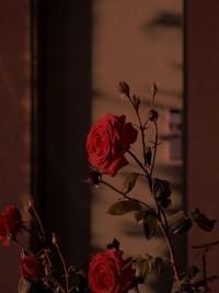 七夕那天,妻子合谋白月光将我杀死