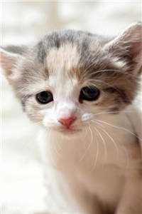 神婆好会，我被茶言茶语降住了完整篇章