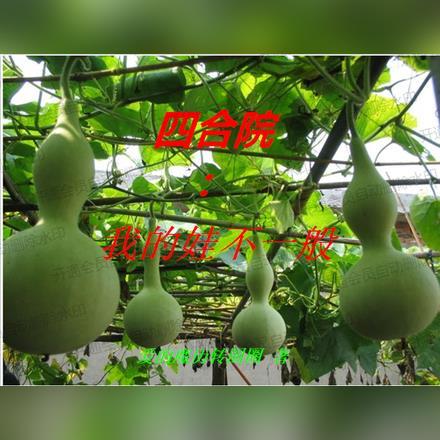 四合院：我的娃不一般